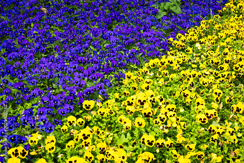Vibrant purple and yellow pansy flowers blooming in a colorful spring flower bed at a public park in Chemnitz, Germany. Bright seasonal floral background with fresh garden texture and natural outdoor 
