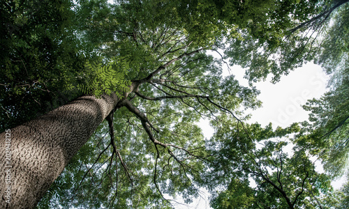 Tree trunk. Bottom view. Big tree trunk in the forest or park. Summer