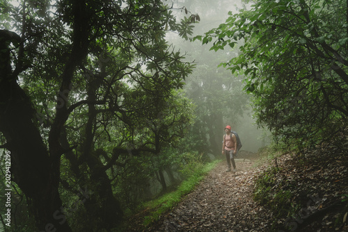 Cuadro en lienzo Lone hiker walking on a misty forest trail in Ali Bedni Bugyal, Chamoli, Uttarak