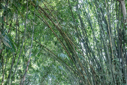 Arching bamboo poles create natural ceiling texture. Dense culm lines suit wellness retreat background. Green grove canopy supports tropical decor concepts