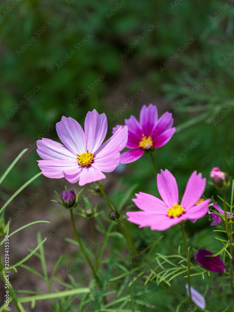 Fototapeta premium Pink flowers bloom among green leaves
