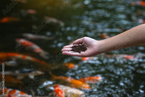 Cuadro en lienzo Close-up of a hand holding pellets to feed koi fish in a pond