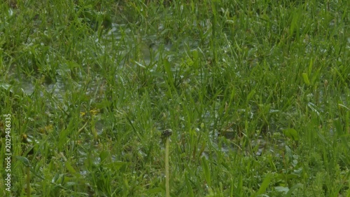 Heavy rain falling on green grass and dandelions