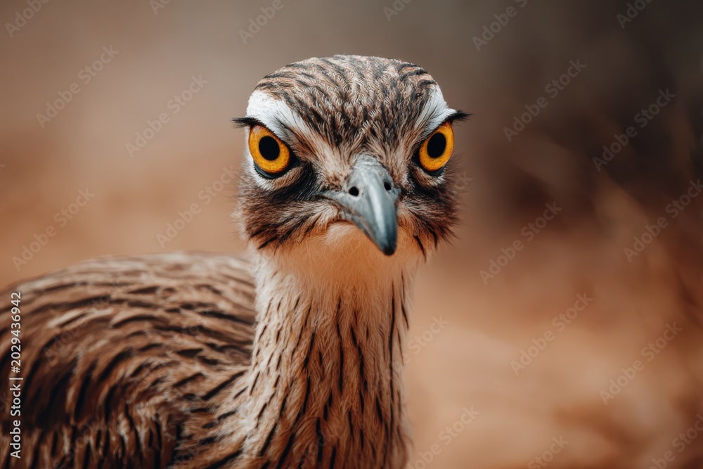 Obraz premium Bush Stone Curlew Close Up Portrait Yellow Eyes Cryptic Plumage Australian Wildlife Bird Photography Nature Stock