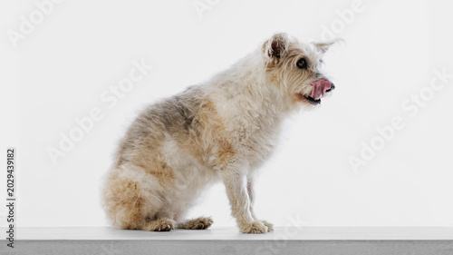 Foto Mixed breed dog sitting in profile and licking nose on white studio background