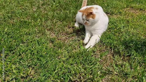 White and ginger cat walking slowly on green grass
