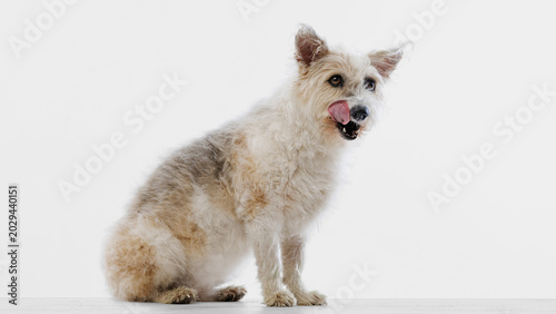 Foto Mixed breed dog sitting with tongue out in white minimalist studio