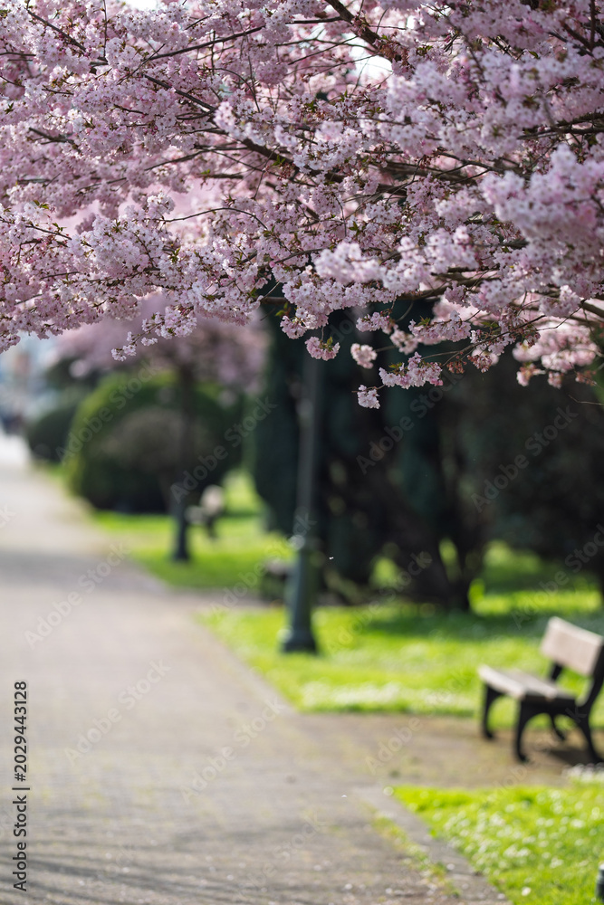 Fototapeta premium Cherry Blossom Canopy Over a Quiet Park Bench
