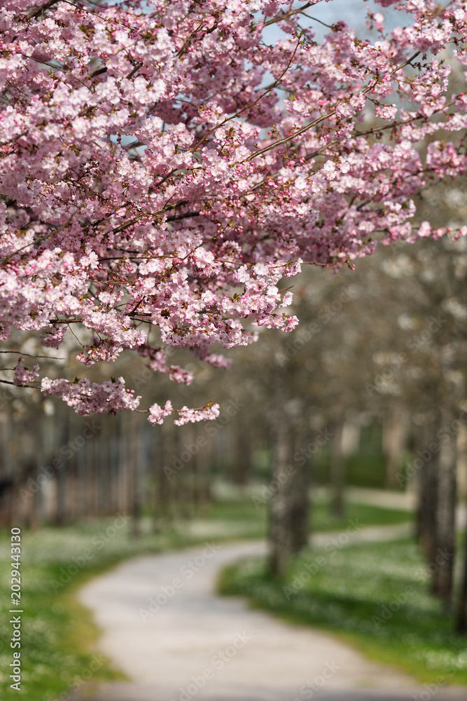 Fototapeta premium Cherry Blossom Canopy Above a Winding Spring Path