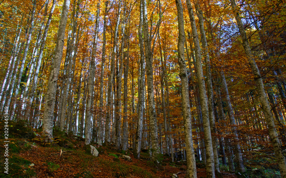 Fototapeta premium the wonderful nature in an autumn forest