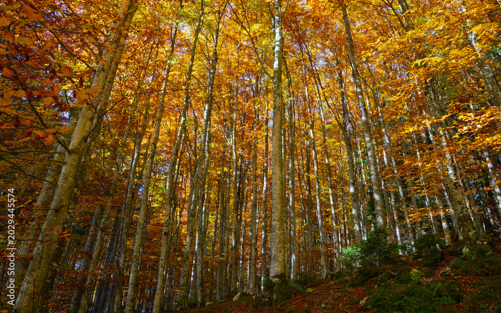 Fototapeta premium a beautiful autumn forest colored like a painting