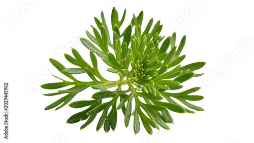 Billede på lærred Green feathery plant sprig with detailed leaves