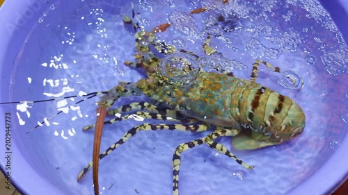 Fresh seafood concept with a live ornate rock lobster in a purple plastic basin filled with bubbling water, showing the crustacean breathing and moving its antennae before being cooked