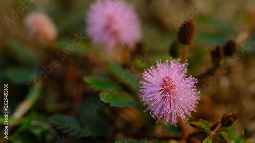 Foto Mimosa pudica is an herbaceous plant whose leaves fold shut immediately when touched