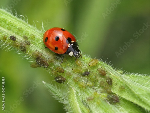 Seven-spotted Lady Beetle Ecological Macro