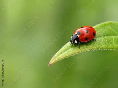 Seven-spotted Lady Beetle Ecological Macro