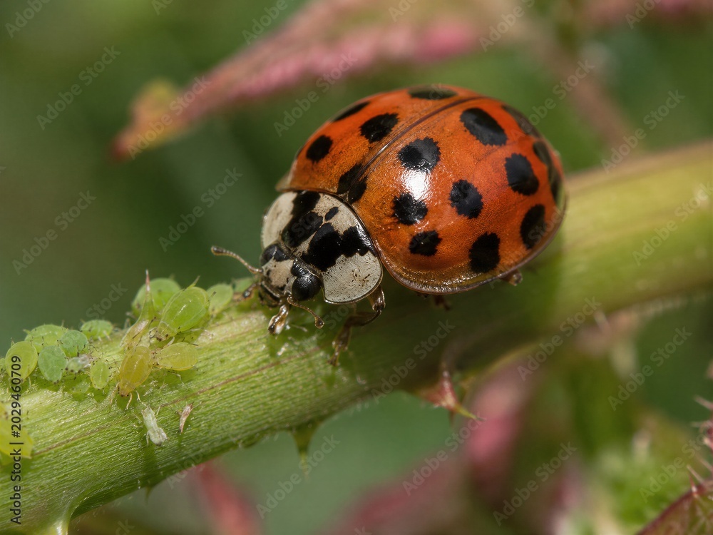 Fototapeta premium Asian Lady Beetle Color Morph Macro