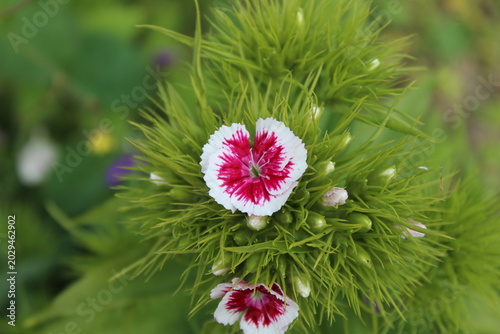 Photos pink flower in the garden