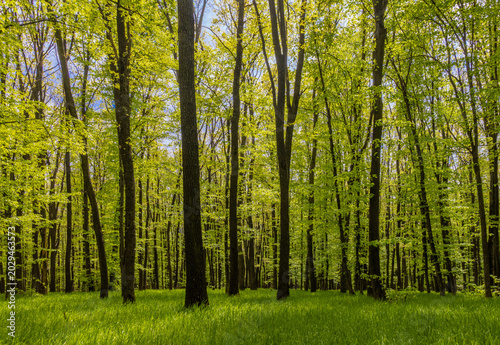 A vibrant, sunlit forest during the spring season, with lush green foliage and a bright, fresh appearance. A dense forest of young, deciduous trees with vibrant green spring leaves and a grassy floor