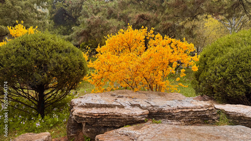 Yellow Forsythia flowering shrub in spring garden, green trees, stone rocks and grass. Seasonal botanical nature photo with bright blossoms