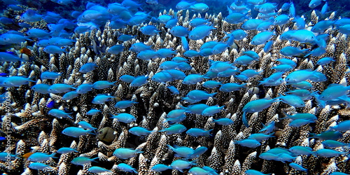 Philippines sea life