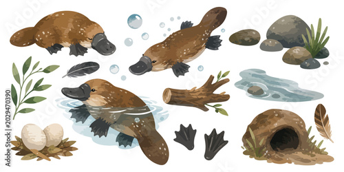 Фотография watercolor platypus collection