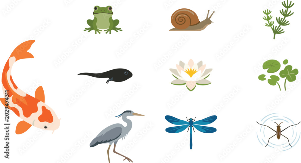 Fototapeta premium Freshwater Pond Wildlife and Aquatic Nature Icon Collection Featuring Koi Fish, Frog, Dragonfly, Water Lily, Snail, and Wetland Ecosystem Elements