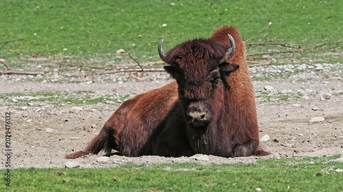 The American bison or simply bison, also commonly known as the American buffalo or simply buffalo, is a North American species of bison that once roamed North America in vast herds. 