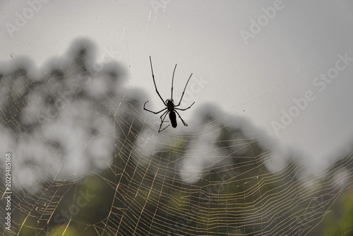 Billede på lærred Macro close-up of a spider on a web in nature.