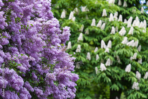 Blooming lilacs and chestnut trees in spring garden landscape