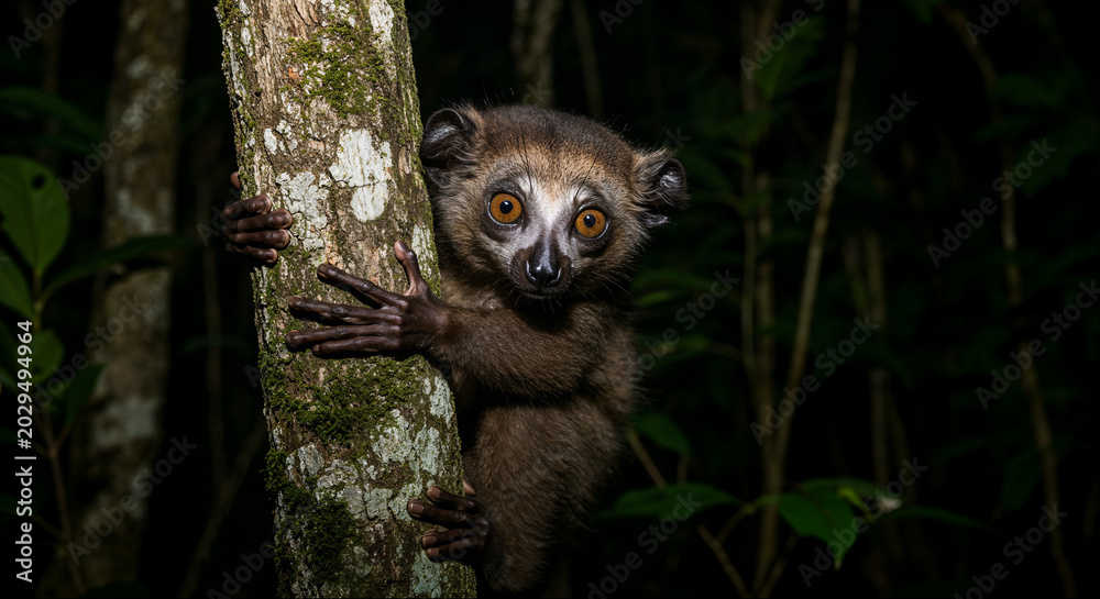 Fototapeta premium Aye aye clinging to tree trunk at night in dark forest