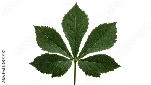 Green palmate leaf with serrated edges and visible veins
