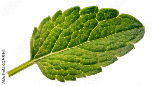 Obraz na plátne Green mint leaf with visible veins and serrated edges