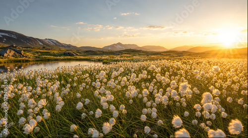 Cotton grass meadow at sunset with distant mountains