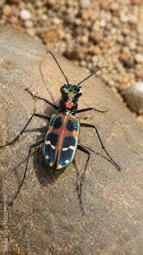 Chinese Tiger Beetle Metallic Sheen Ecological Macro