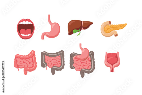 Human Digestive System Anatomy Vector Icon Set featuring Gastrointestinal Tract Organs like Stomach, Liver, Pancreas, Intestines, and Mouth in a Simple Flat Illustration Style for Medical Design
