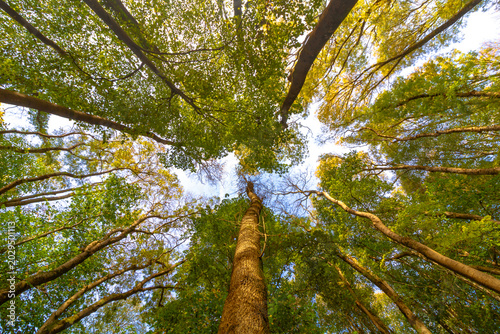 Low angle view of autumn treest at daytime