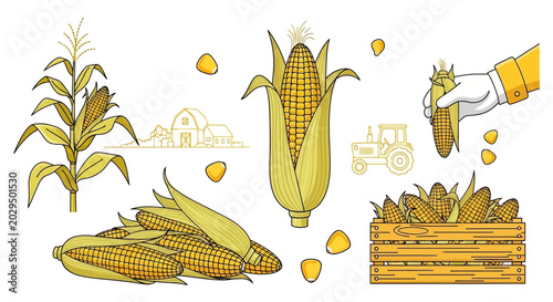 Obraz na płótnie Yellow corn ears and kernels illustration.