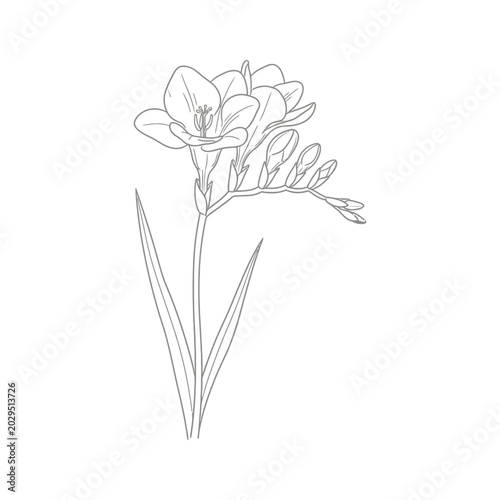 Freesia Flower Line Art Illustration Botanical Design Element