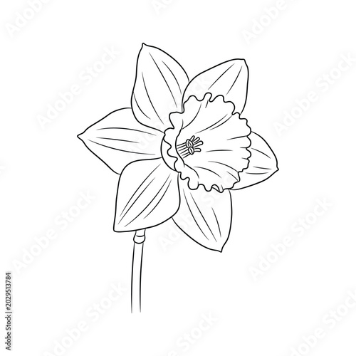 Daffodil Flower Line Art Spring Growth Commercial Illustration