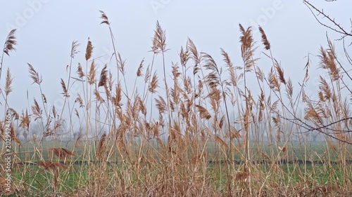 Dry reed stems waving in wind near rural field under cloudy sky. Static outdoor countryside scene with tall grass and overcast weather.