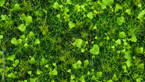 Tiny Green Moss and Miniature Plants Close Up, Botanical Texture Background
