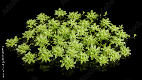 Isolated Green Aquatic Plants on Black Background