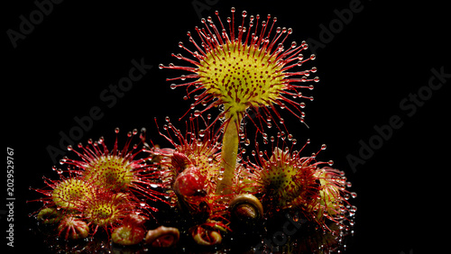 Round Sundew Rosette with Red Tentacles and Dew Drops on Black Background