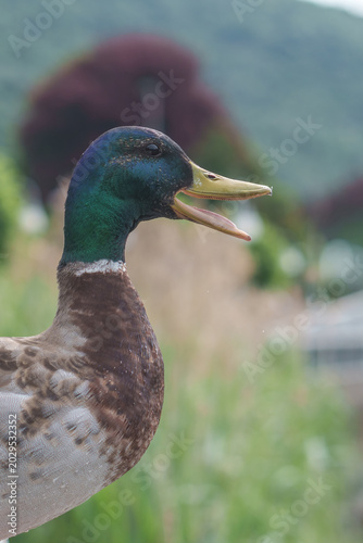 Obraz na plátně Mallard duck quacking portrait showing open beak