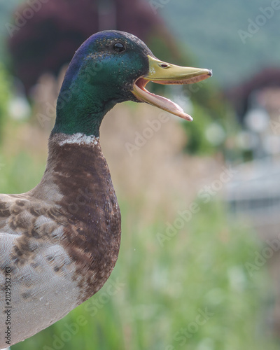Принти на полотні Mallard duck quacking loudly in natural environment