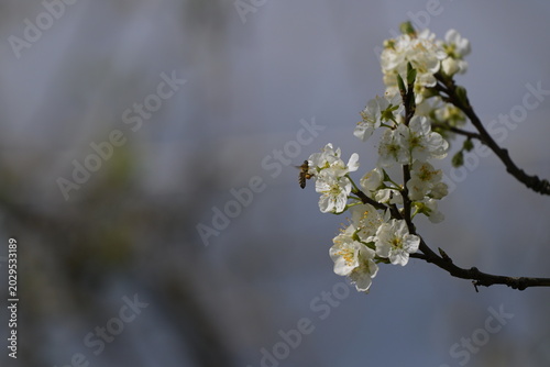 Foto Pszczoła (Anthophila, Apiformes) na kwitnącej jabłoni wiosną , na  tle błękitneg