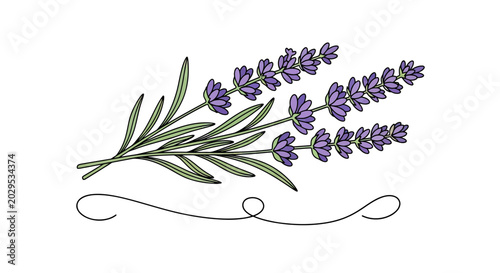 Hand-drawn lavender flower sprigs bouquet with decorative swirl, isolated vector illustration on white background