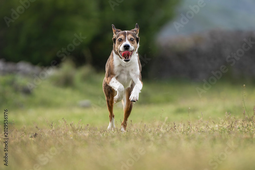 Photos Three Colored Mixed Breed Dog Running Across Meadow Toward Camera with Soft Back