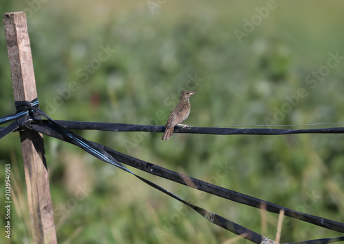 Quadro em tela Rare shot of a juvenile Barred Warbler (Curruca nisoria) fledgling perched on a branch